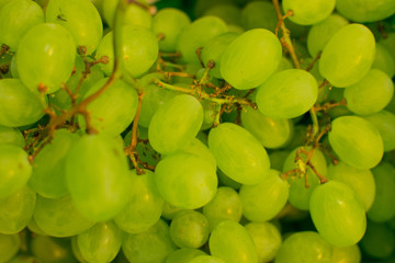 Primi grappoli di uva bianca di stagione