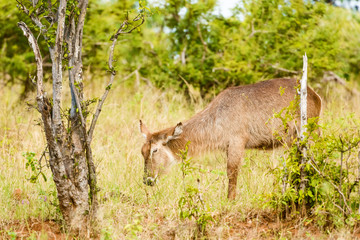Impala