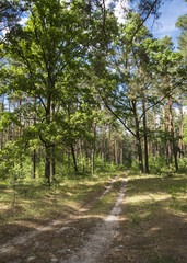 Forest landscape with pine trees and blue sky