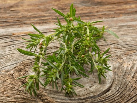 Thyme isolated on wooden background