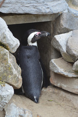 Fototapeta premium Ein pinguin, an einen Felsen
