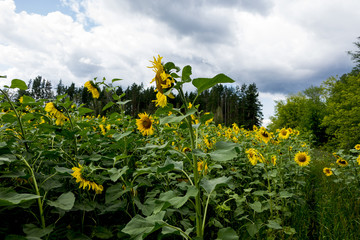 Sunflowers are always looking at the sun. The whole field of sunflowers unripe. Day shooting. Picture 5472 * 3648.

