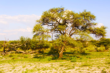 Fototapeta na wymiar Landscape in Botswana