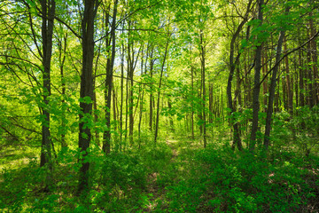 Green Deciduous Forest Summer Nature. Sunny Trees And Green Gras