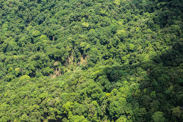 Fototapeta na wymiar Aerial view of the forest