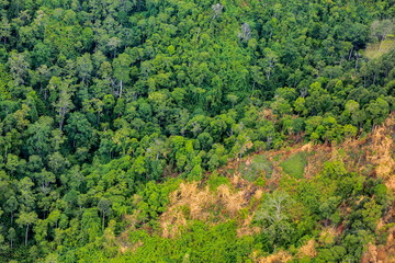 Aerial view of the forest