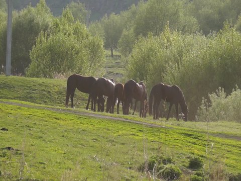 Small herd of horses feeding