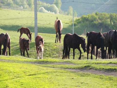 Small herd of horses feeding