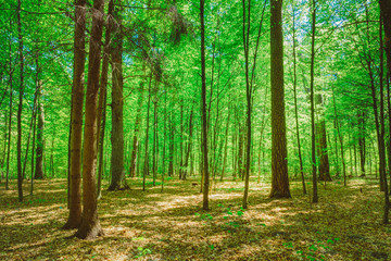Fototapeta premium Green Deciduous Forest Summer Nature. Sunny Trees And Green Gras