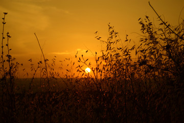 Obraz premium ears against the light at sunset