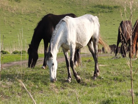 Small herd of horses feeding