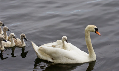 The chicks are following their mother-swan