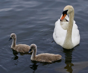 The mute swan and three of her cute chicks are swimming