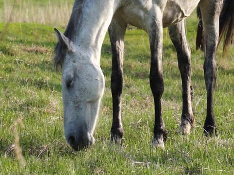 Small herd of horses feeding