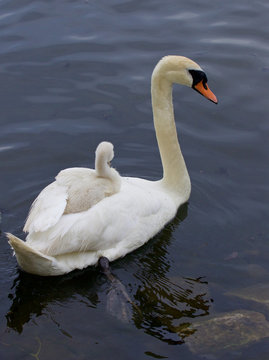 Mother-swan is carrying her chick on the back