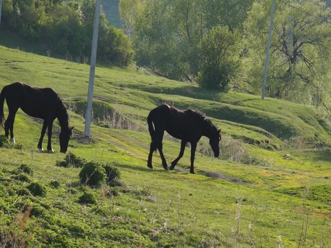 Small herd of horses feeding