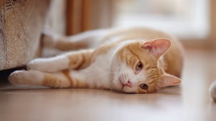 Red with white the striped cat lies on a floor.