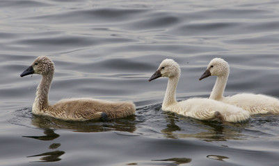 Three young mute swans are swimming somewhere