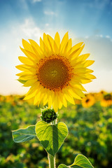 Fototapeta premium sunflower closeup on field in sunset time