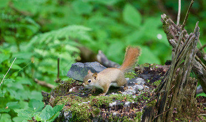 Naklejka na ściany i meble The cute little squirrel is looking for something