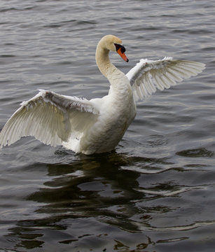 Beautiful swan spreads his wings