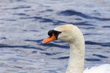 Obraz premium The beautiful close-up of the male mute swan in the lake
