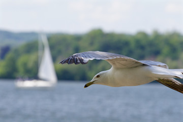The confident gull in the flight with the lake and yacht on the background