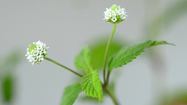 Das Aztekische S&uuml;&szlig;kraut, Lippia dulcis, Zuckerersatz
