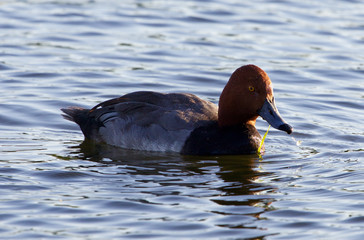 Redhead duck is swimming