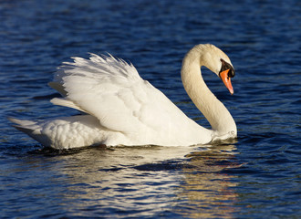Obraz premium Very beautiful swan on the sunny evening