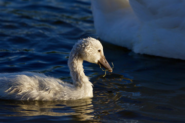 The young swan is eating algae