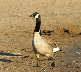 Beautiful close-up of the Canada goose on the beach