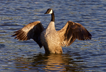 Very beautiful Canada goose shows his wings