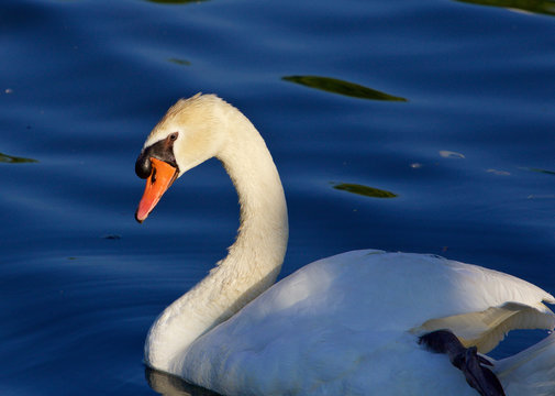 Beautiful close-up of the mute swan before the sunset