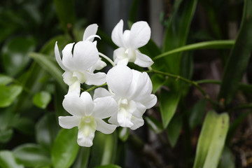 thai orchids
