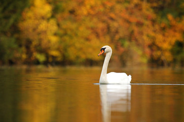 Obraz premium Schwan auf herbstlichem See