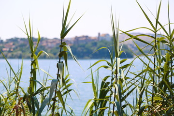 View of the lake from the shore