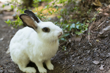 White Rabbit © Sondem