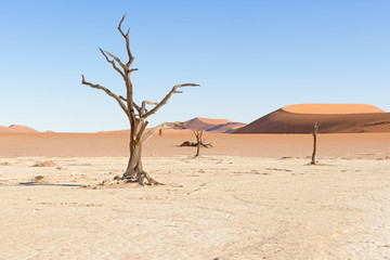 Fototapeta na wymiar Dead Vlei near Sesriem in Namibia
