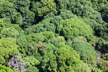 Aerial view of the forest