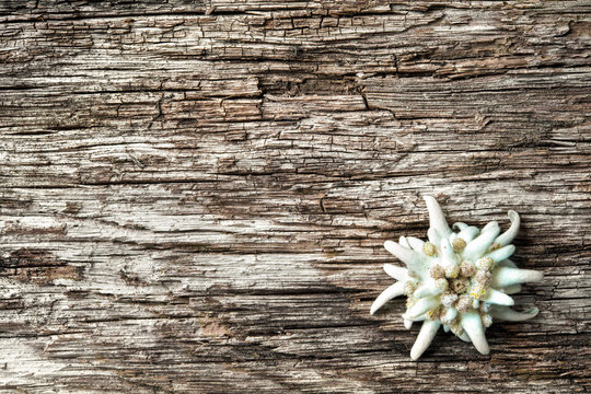 Edelweiss on wooden background