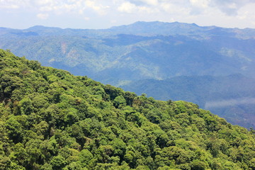 Fototapeta premium Aerial view of the forest