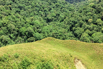 Aerial view of the forest