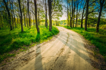 Beautiful Green Forest In Summer. Countryside Road, Path, Way, L