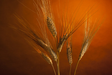 Fototapeta premium Spighe di grano su sfondo arancio