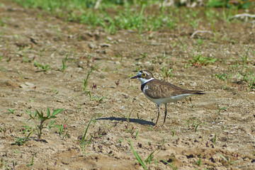 Plover Bird  on the river bank.