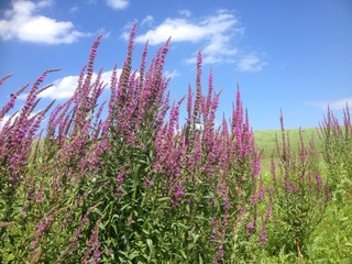 paarse bloemen waaien door de wind 
