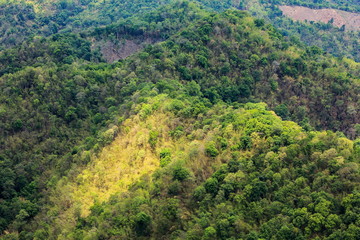 Obraz premium Aerial view of the forest