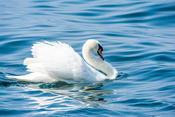 White Swan
