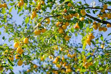 A branch of the plum in the sky